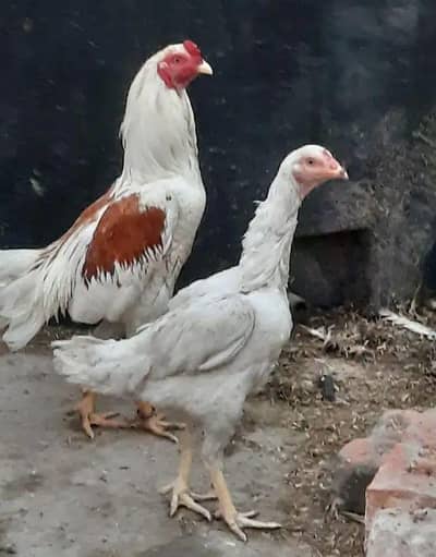 shamo cross heri madi age 1 year for sale