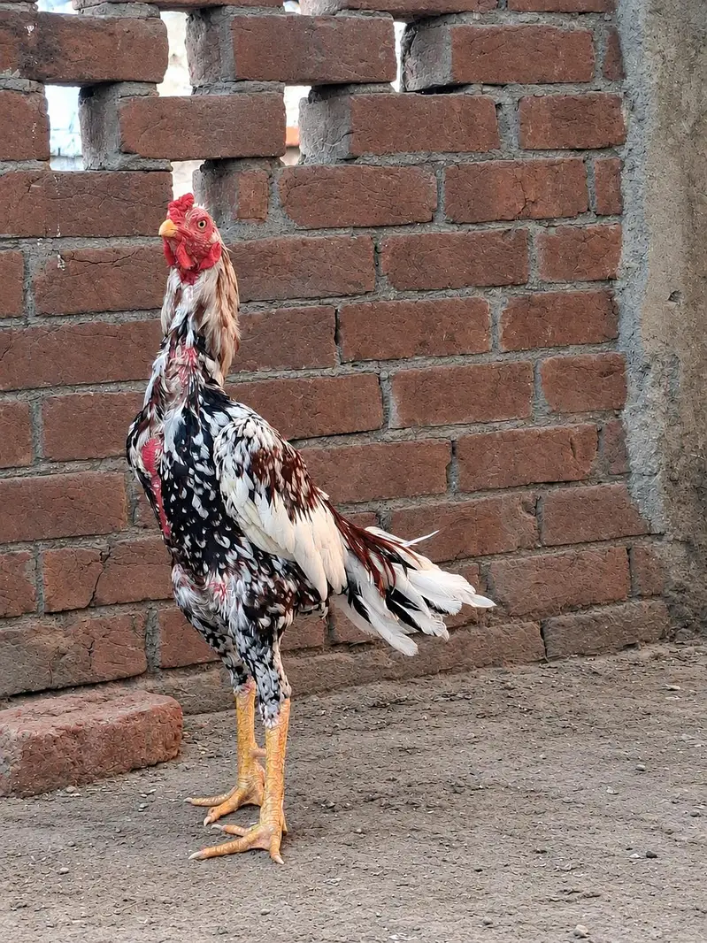 shamo cross male for sale — photo 2