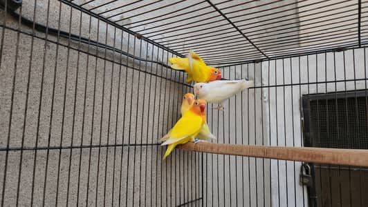 LOVE BIRDS