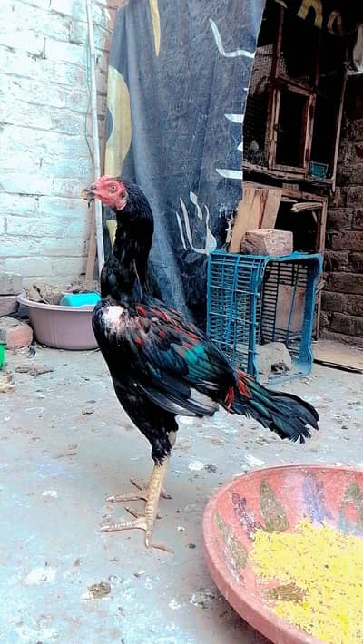 Aseel Pakistani phathy available