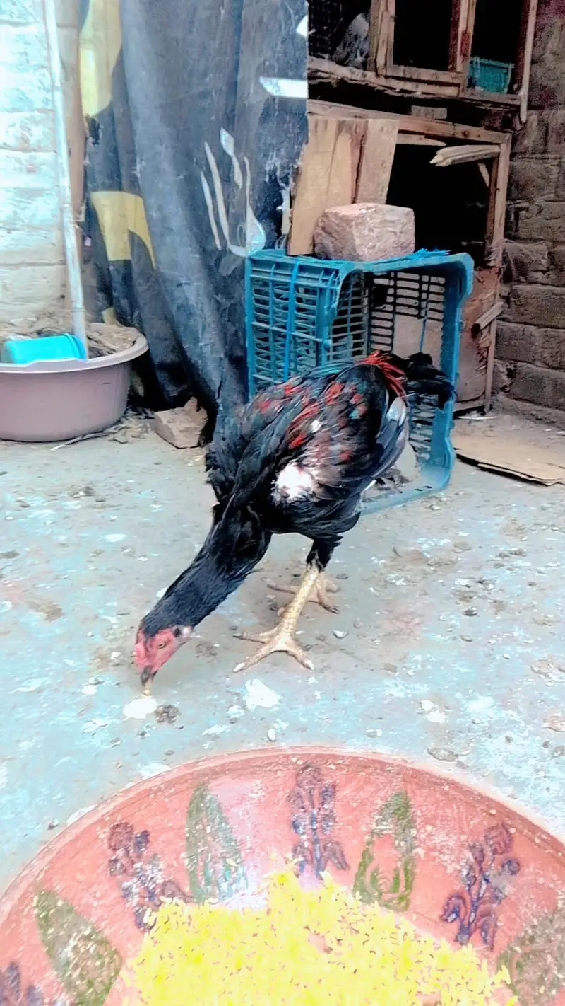 Aseel Pakistani phathy available — photo 2