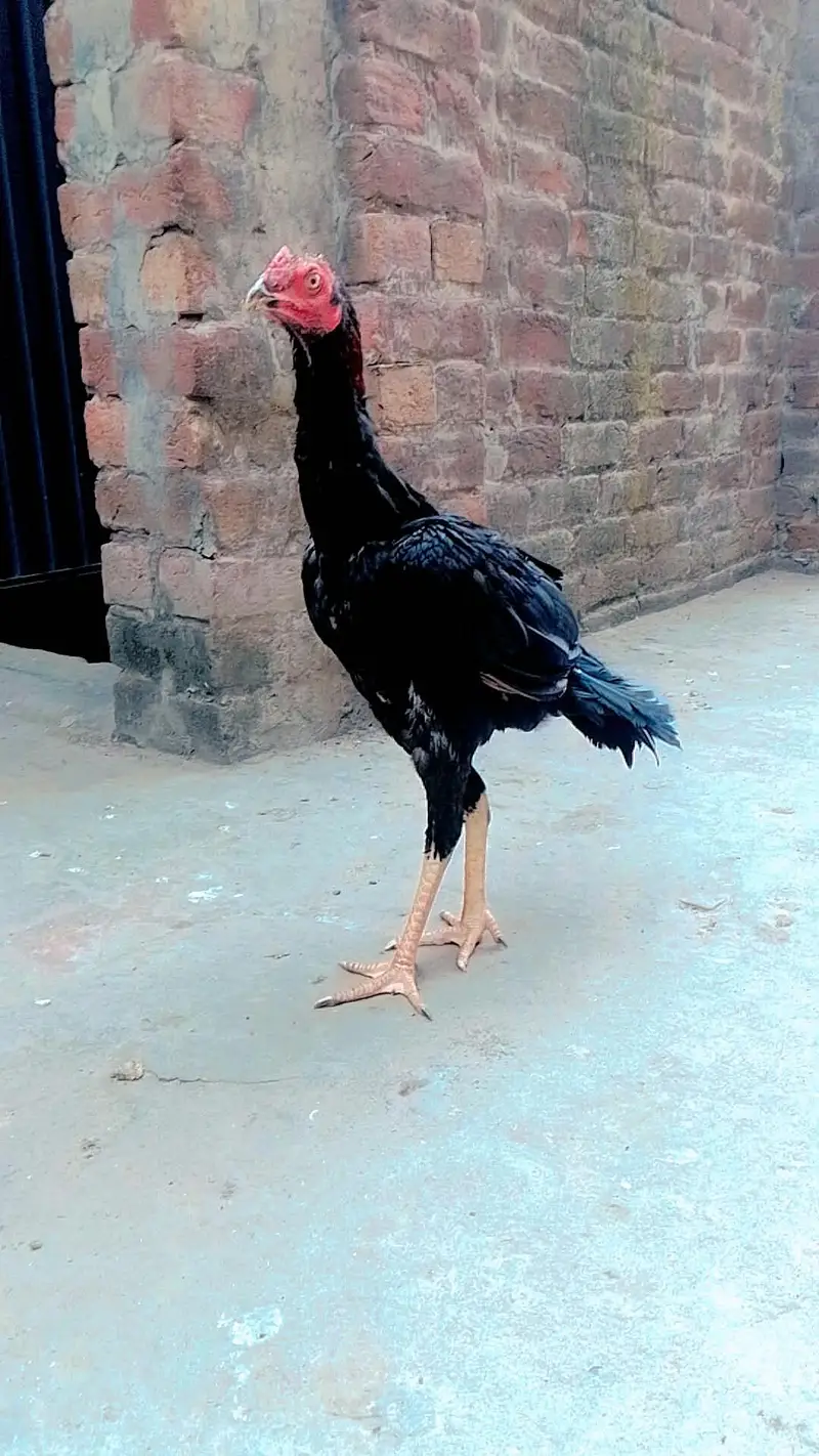 Aseel Pakistani phathy available — photo 3