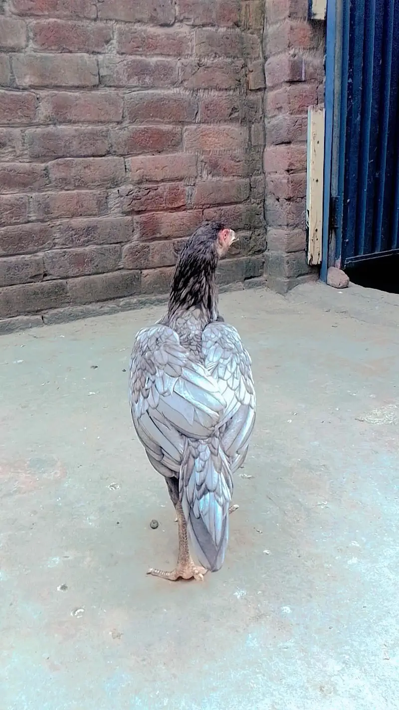 Aseel Pakistani phathy available — photo 4