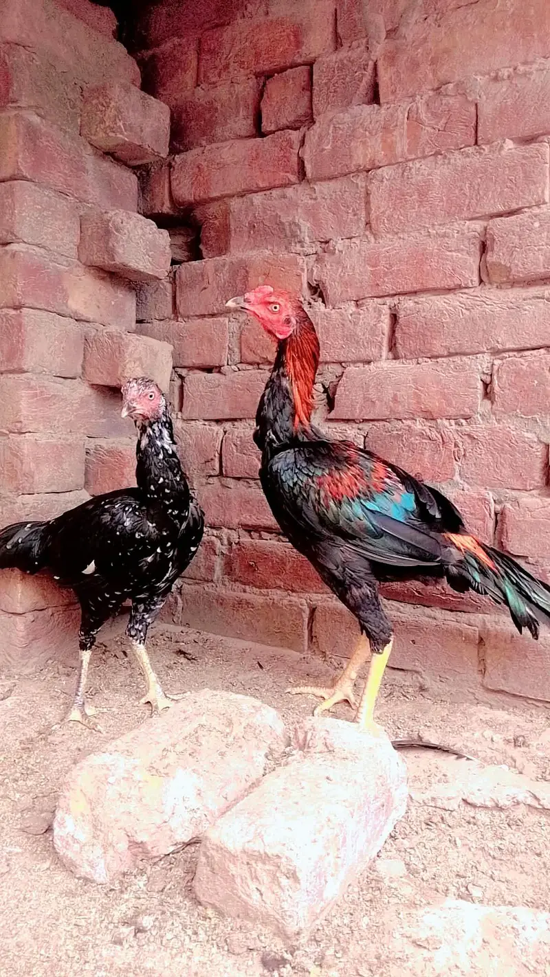 Aseel Pakistani phathy available — photo 5