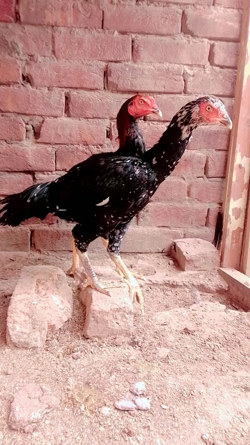Aseel Pakistani phathy available — photo 6