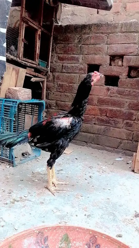 Aseel Pakistani phathy available — photo 7