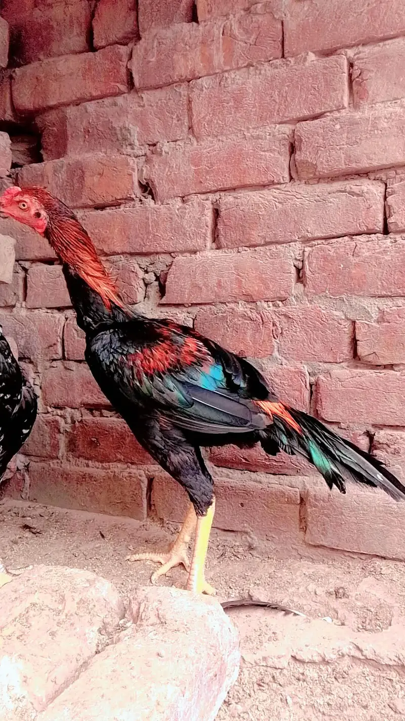 Aseel Pakistani phathy available — photo 8