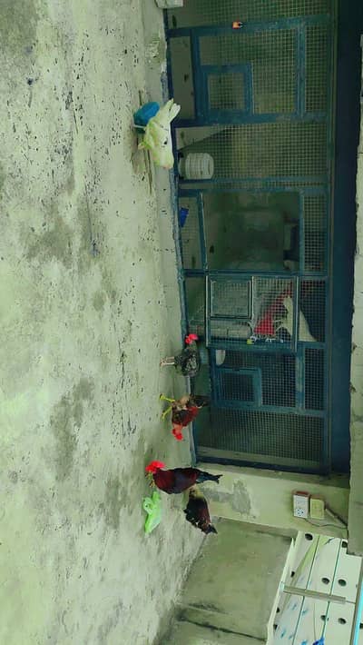 desi hen