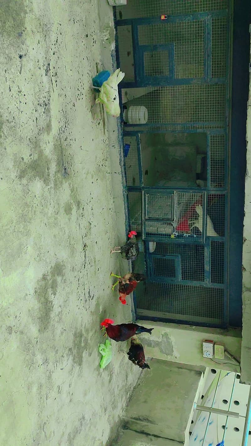 desi hen 0