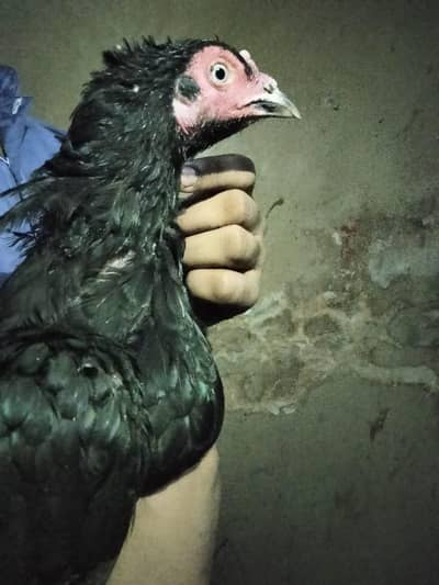 aseel female with chiks