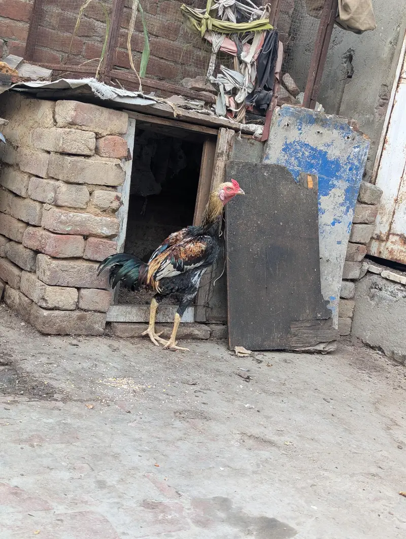 aseel pathta 03224552050 — photo 2