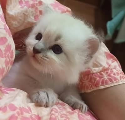 Persian kittens pair available