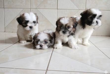 top quality office shihtzu male and female puppy looking a new home