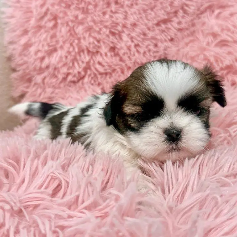 top quality office shihtzu male and female puppy looking a new home — photo 2