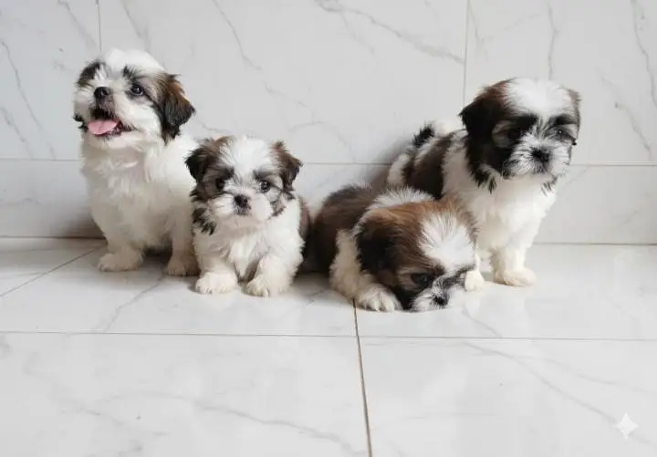 top quality office shihtzu male and female puppy looking a new home — photo 3