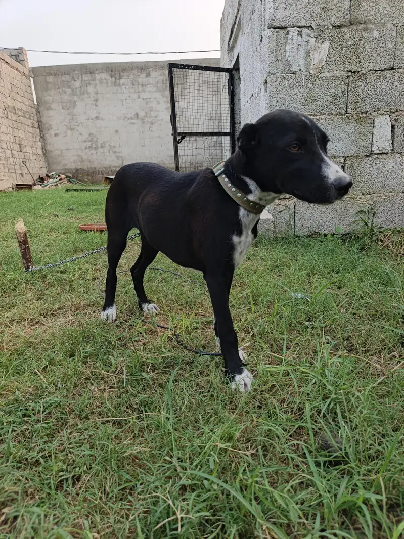 Dog female