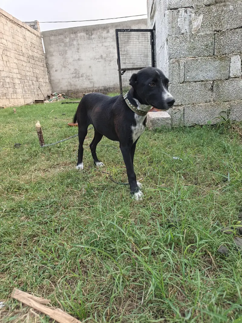 Dog female — photo 2