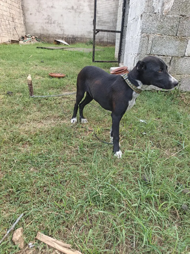 Dog female — photo 3