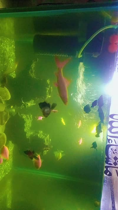 multiple fishes for sale