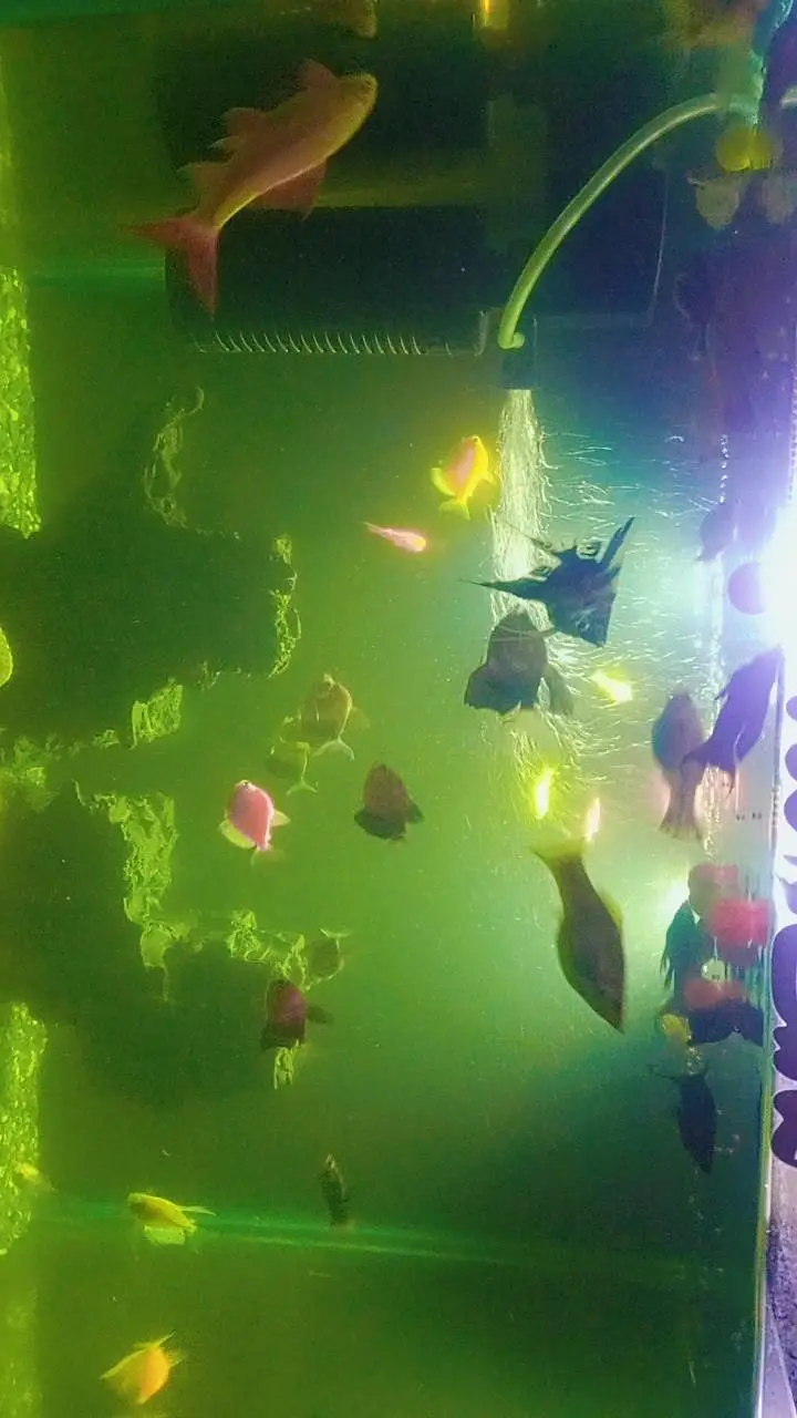 multiple fishes for sale — photo 2