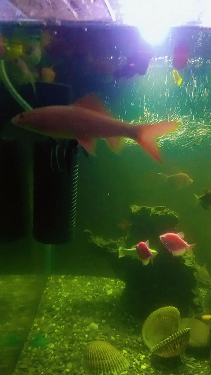 multiple fishes for sale — photo 3