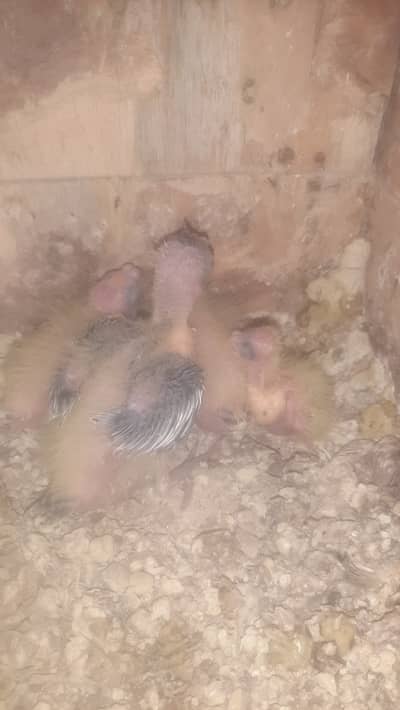 Cockatiel baby available for handtame Roseicollis lovebirds