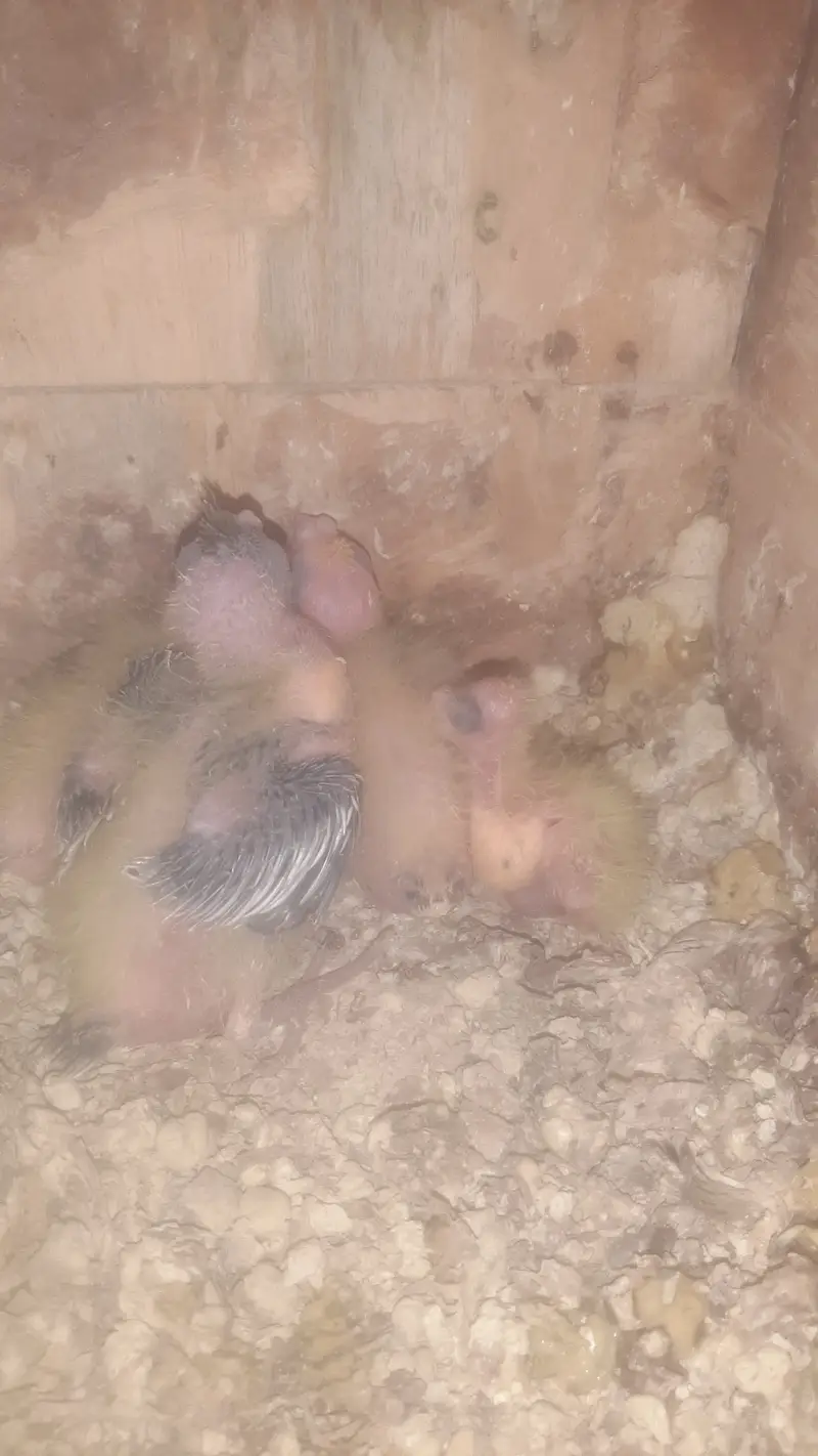 Cockatiel baby available for handtame Roseicollis lovebirds — photo 2