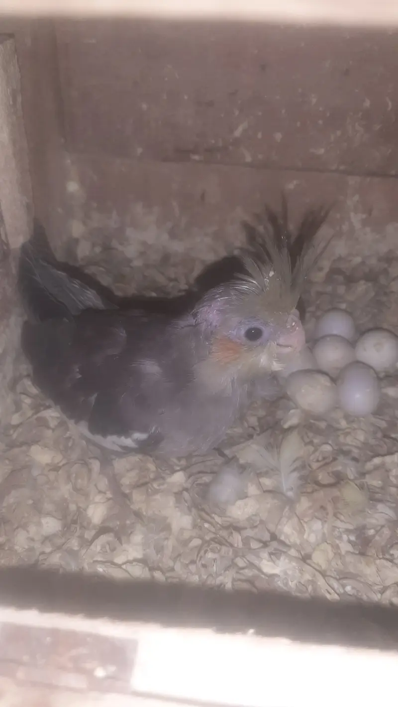 Cockatiel baby available for handtame Roseicollis lovebirds — photo 3