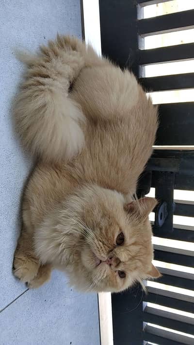 beautiful Persian cats and kittens