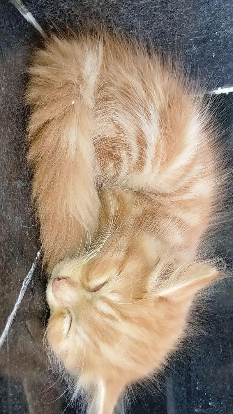 beautiful Persian cats and kittens — photo 2