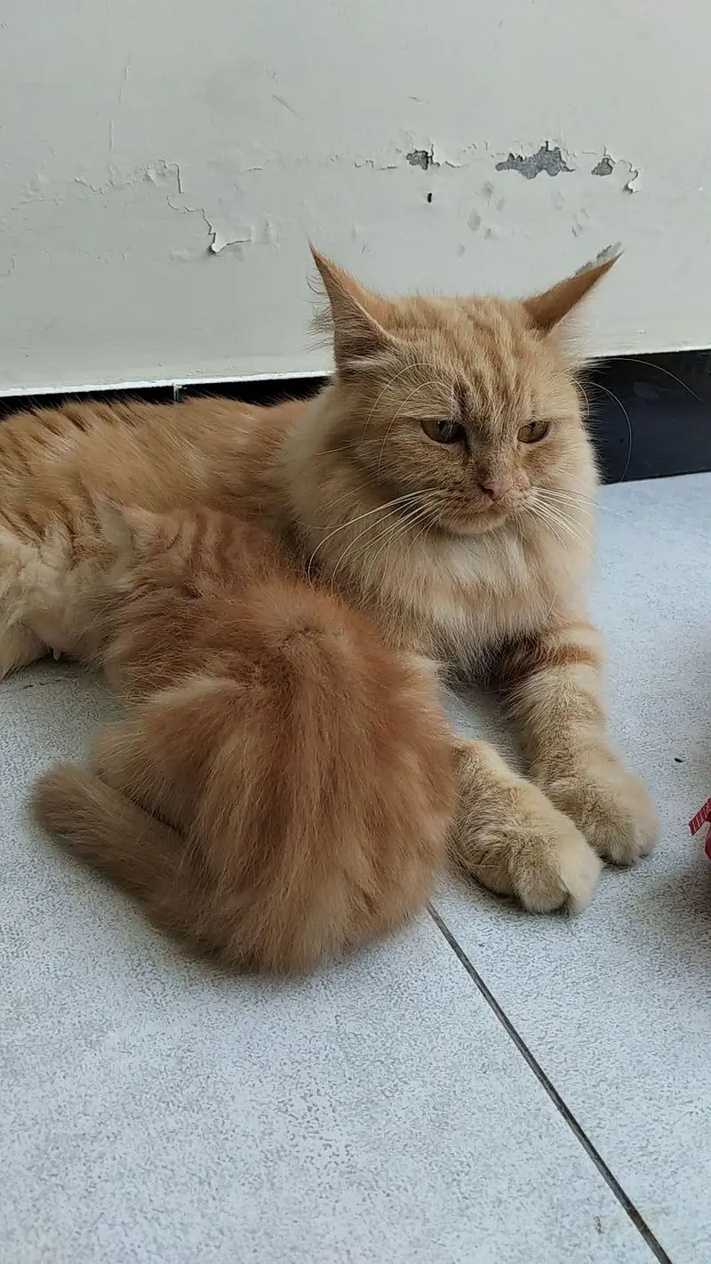 beautiful Persian cats and kittens — photo 3