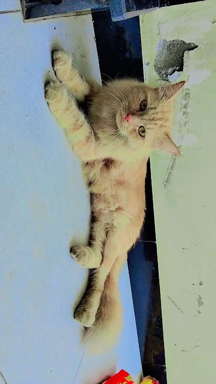 beautiful Persian cats and kittens — photo 4