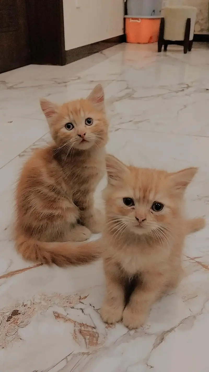 beautiful Persian cats and kittens — photo 5