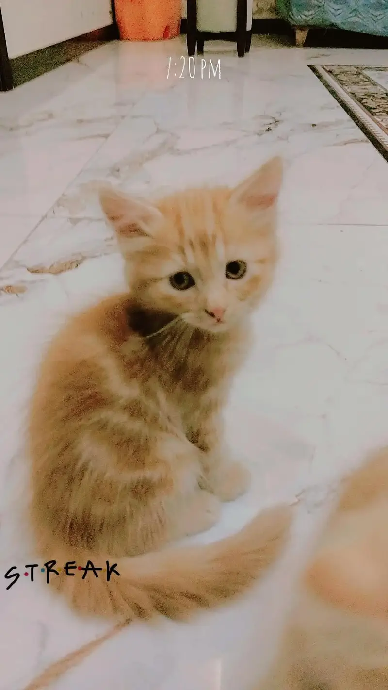 beautiful Persian cats and kittens — photo 6