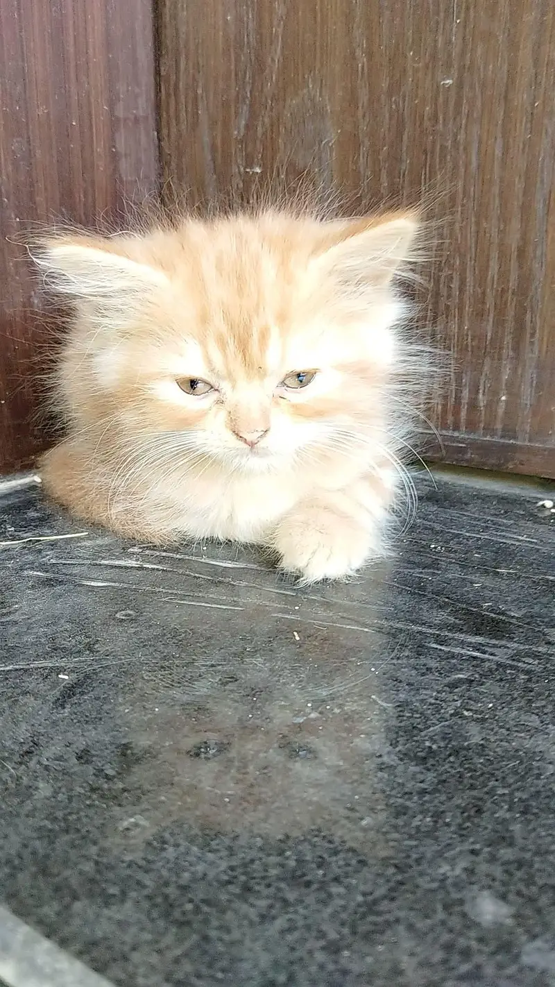 beautiful Persian cats and kittens — photo 7