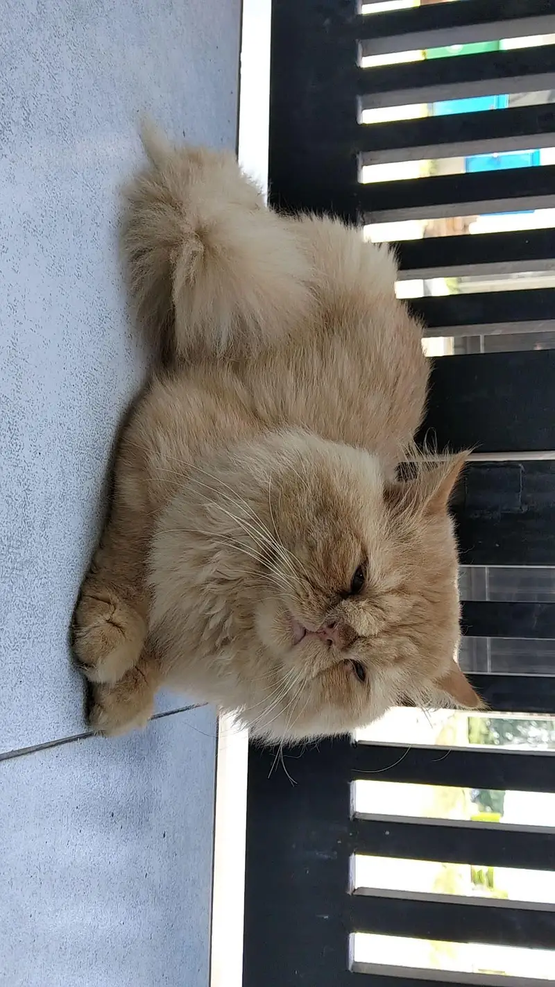 beautiful Persian cats and kittens — photo 8