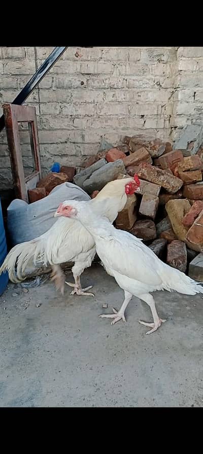 pure paper white breeder pair available