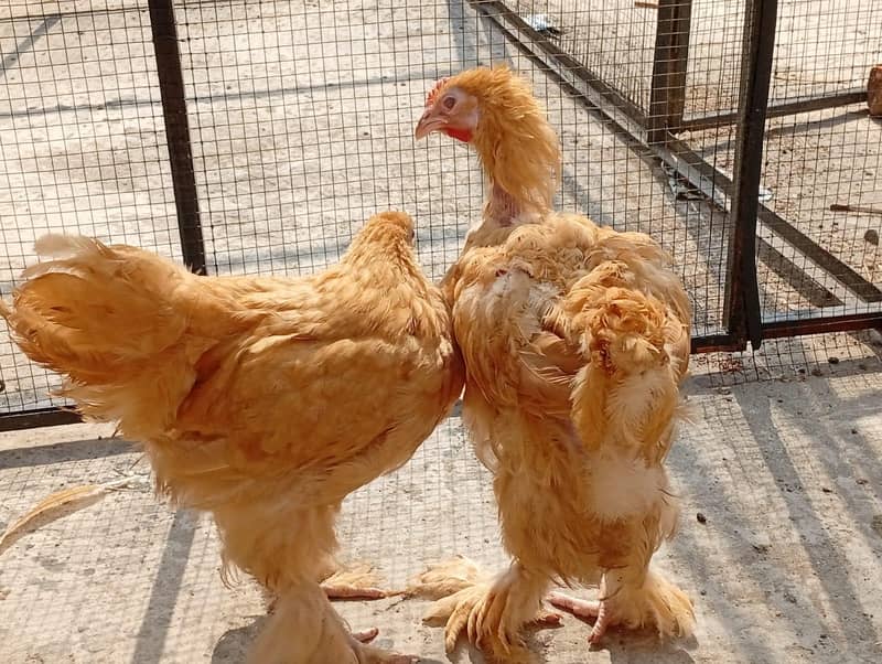 golden buff pair available 0