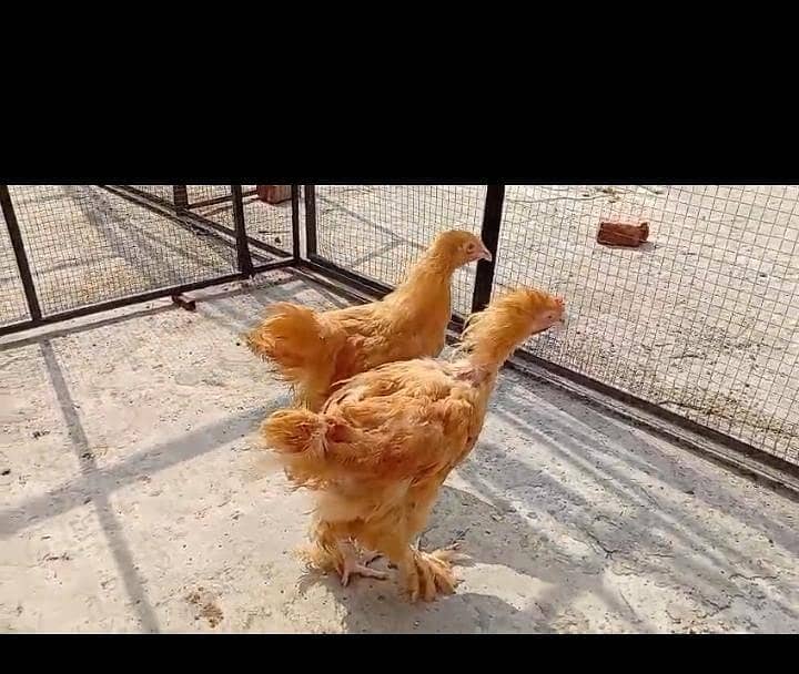 golden buff pair available 1