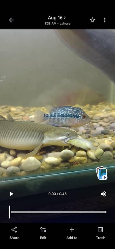 Bichir, Knife, And Sharks