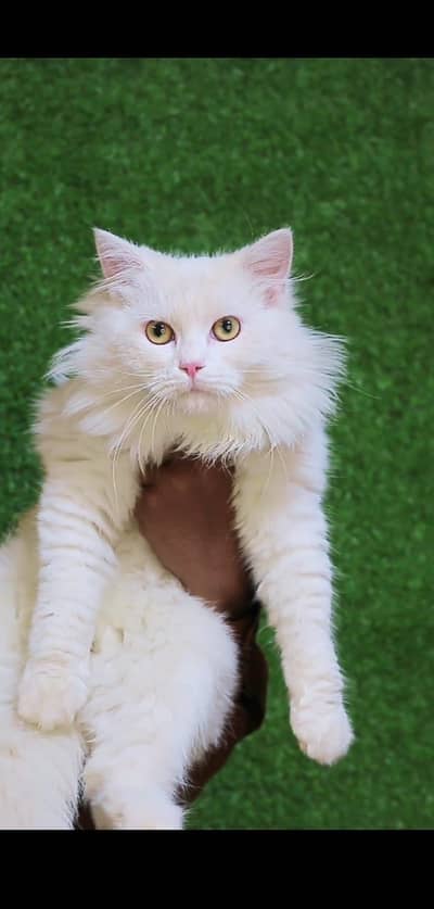 Male cat - Tripple Coted - Persian cat - cat for sale