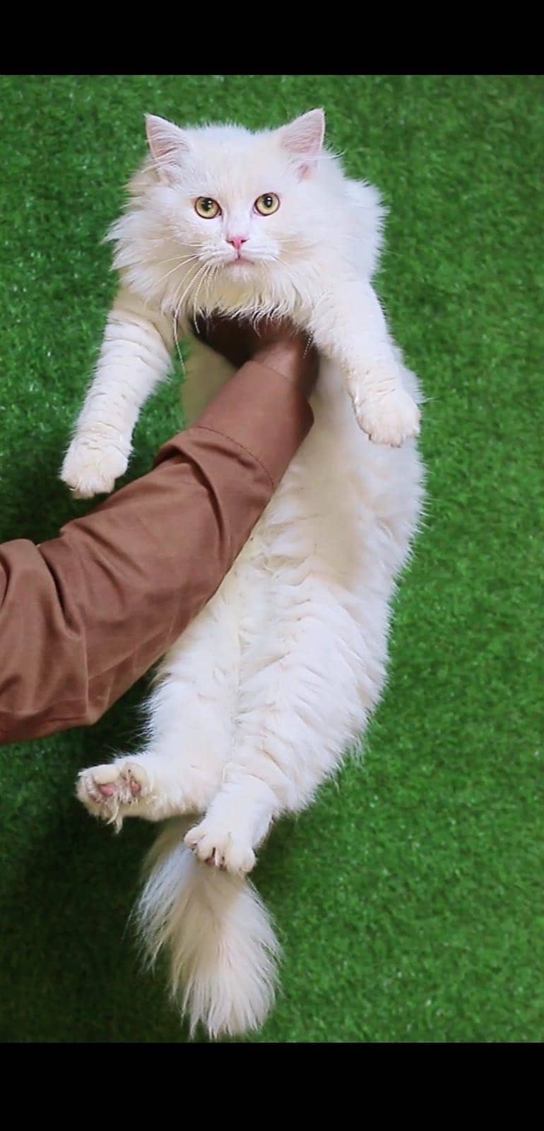Male cat - Tripple Coted - Persian cat - cat for sale - Cats - 1120583733