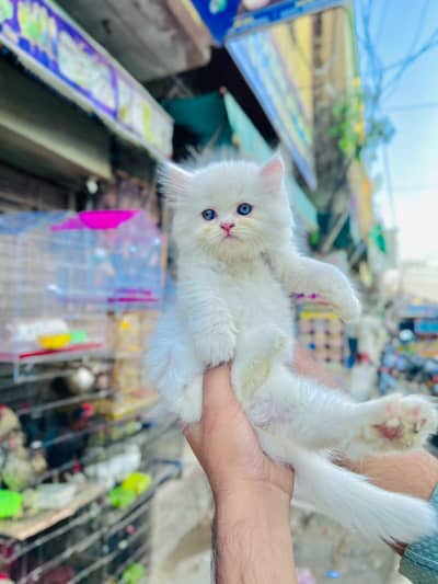 punch feace blue eyes kittens available