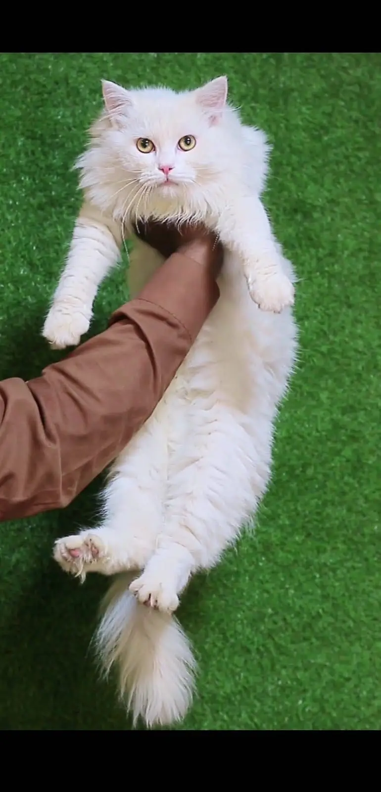 Male cat - Tripple Coted - Persian cat - cat for sale — photo 2
