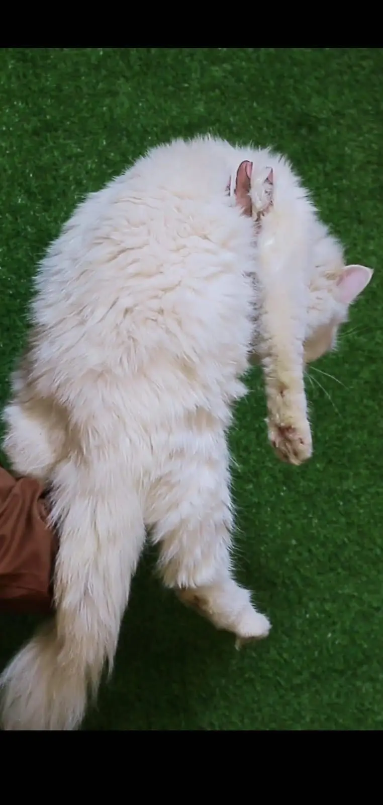 Male cat - Tripple Coted - Persian cat - cat for sale — photo 3