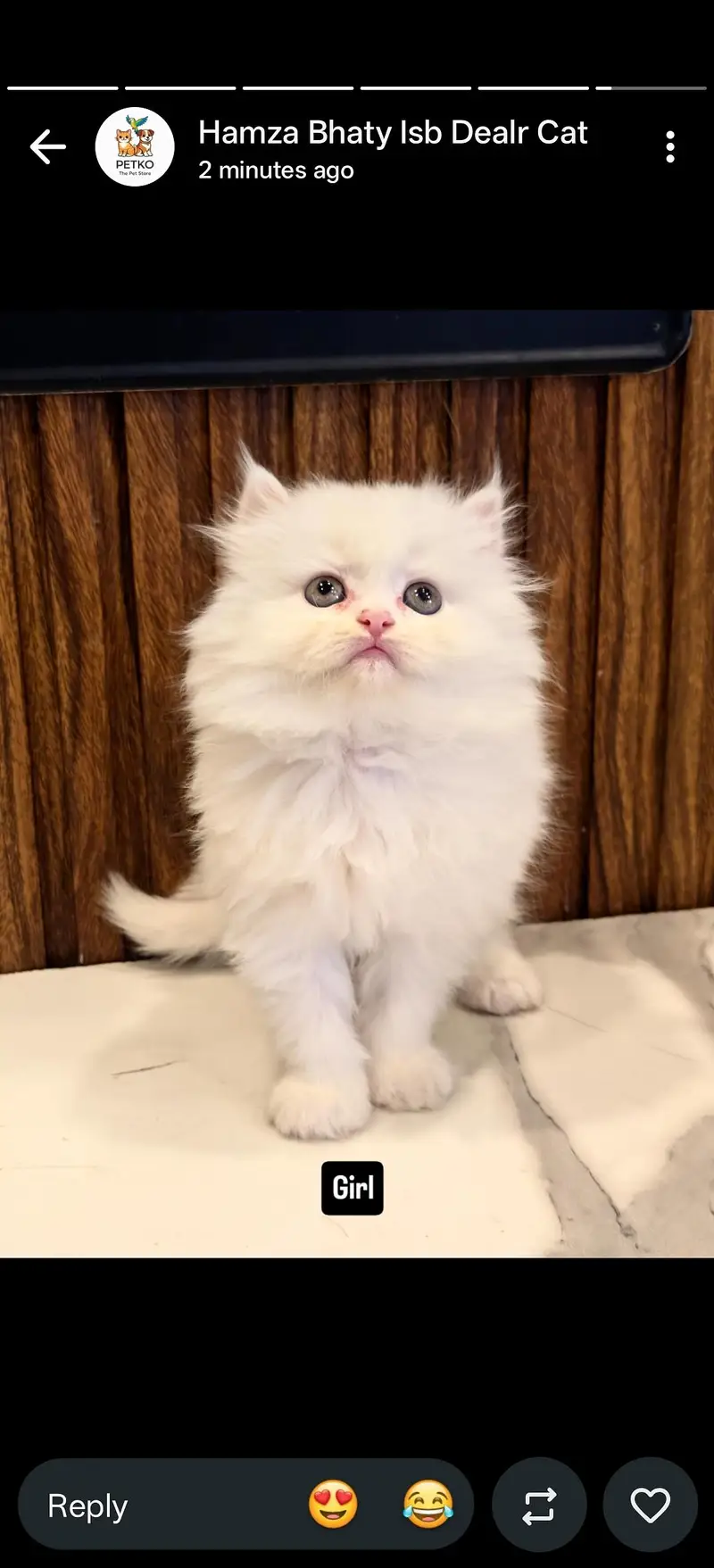 Persian cat and kitten punch face triple coated — photo 11