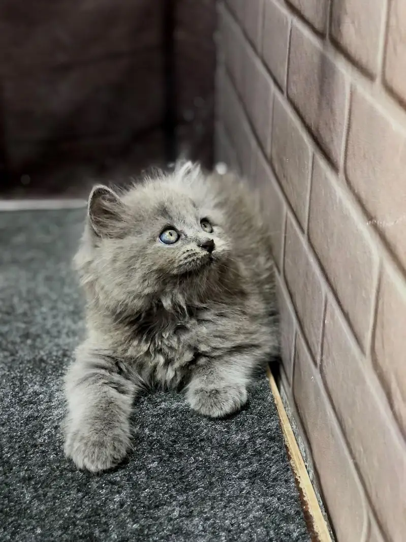 Persian cat and kitten punch face triple coated — photo 12