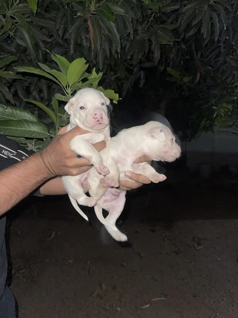 Pure kuhati gultair male puppy for sale — photo 3
