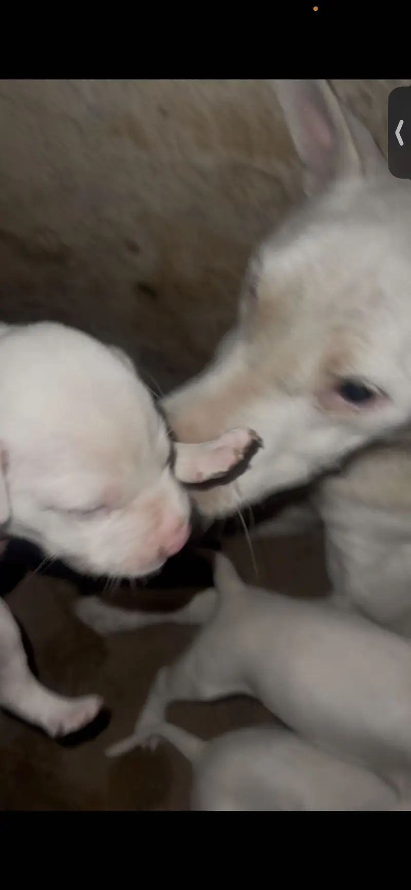 Pure kuhati gultair male puppy for sale — photo 4