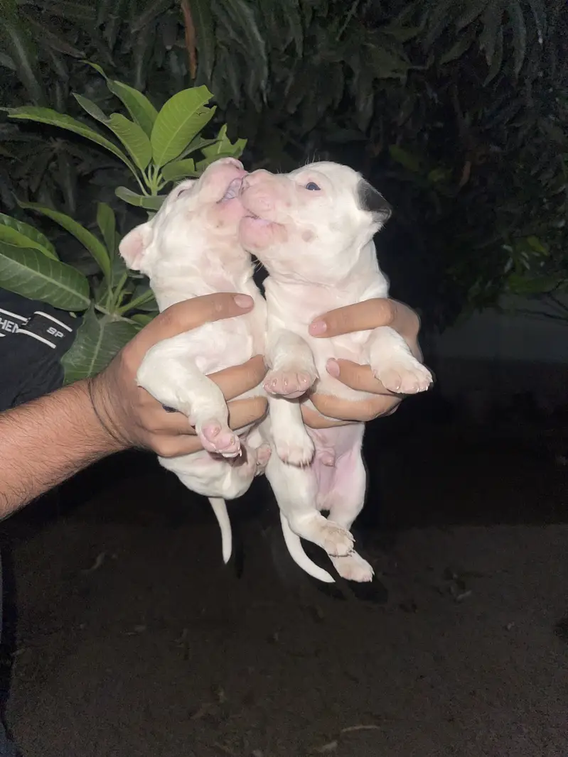 Pure kuhati gultair male puppy for sale — photo 5